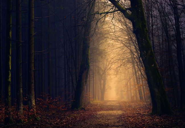 Image by Joe from Pixabay