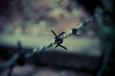 Image by Aryok Mateus from Pixabay