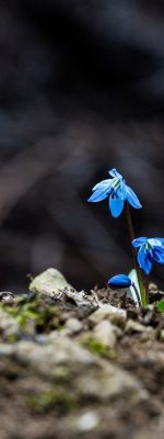 Image by snibl111 from Pixabay