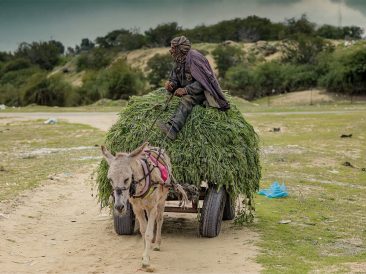 Image by hosny salah from Pixabay