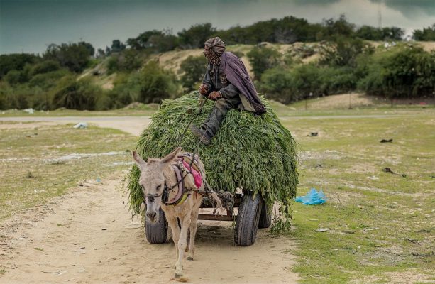 Image by hosny salah from Pixabay