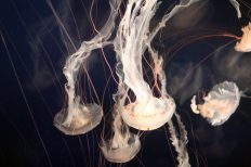 Image by Krysten Merriman from Pixabay