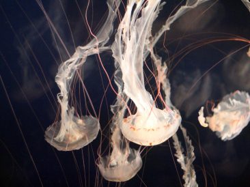 Image by Krysten Merriman from Pixabay