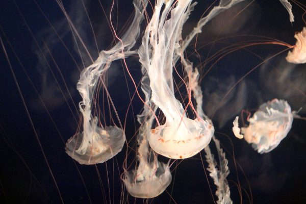 Image by Krysten Merriman from Pixabay