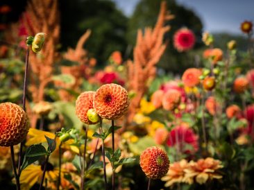 Image by Michael Kauer from Pixabay