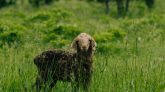 Photo by Arti Kh: https://www.pexels.com/photo/black-sheep-standing-on-pasture-16958952/