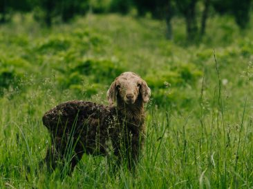 Photo by Arti Kh: https://www.pexels.com/photo/black-sheep-standing-on-pasture-16958952/