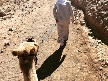 Image by Angelika Garbaya from Pixabay